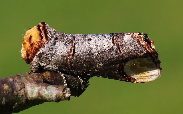 Buff-tip Moth -  Phalera bucephala 220522 (2)