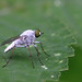 Unknown species of fly.