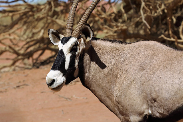 Gemsbok or southern oryx at the picnic site near Deadvlei in Namib-Naukluft NP in Namibia