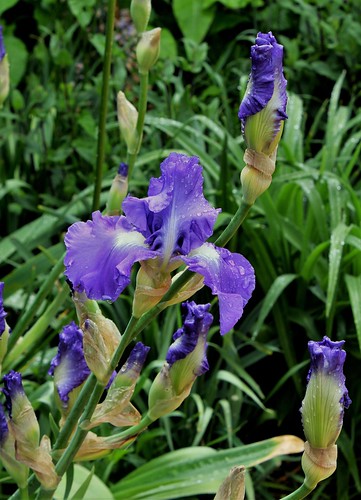 Floraisons de nos Iris barbus 2013 - Page 6 52282866165_9d1e436a2c