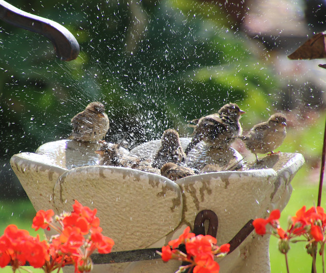 Please put water out in the Garden for the Birds in the HOT weather , Hillview, UK.