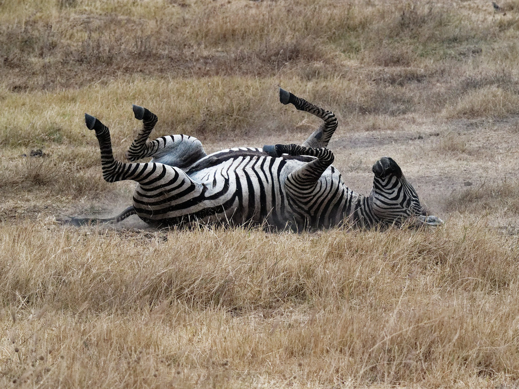 Safari au Cratère du Ngorongoro 52282897268_9bf79956e7_b