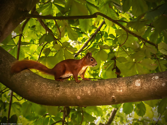 Freundliches Eichhörnchen - Niebüll