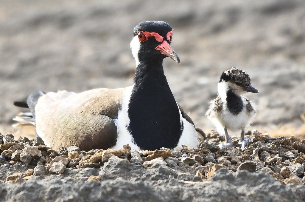 red-wattled lapwing with chick
