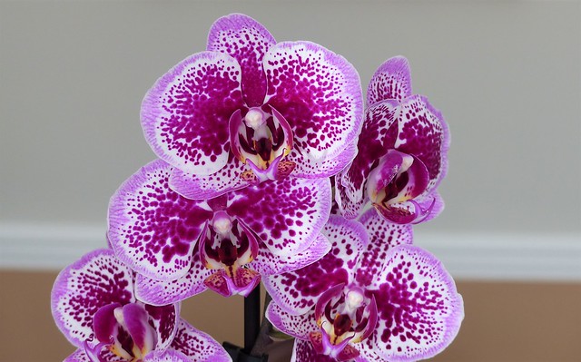 004 Orchid