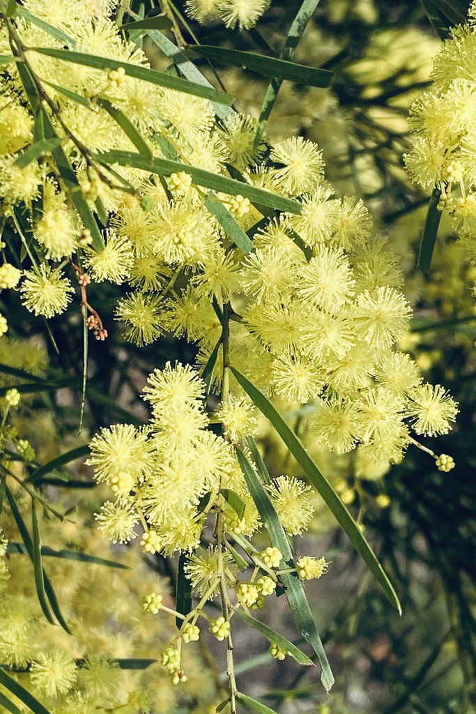 223/365 - Wattle I Photograph Today