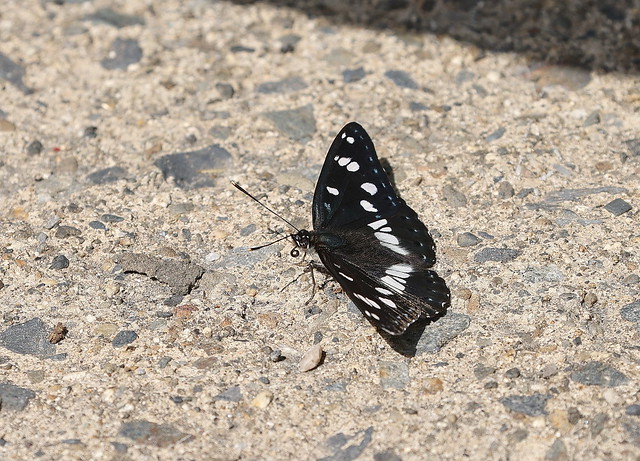 Sydlig hvid admiral (Southern White Admiral / Limenitis reducta)