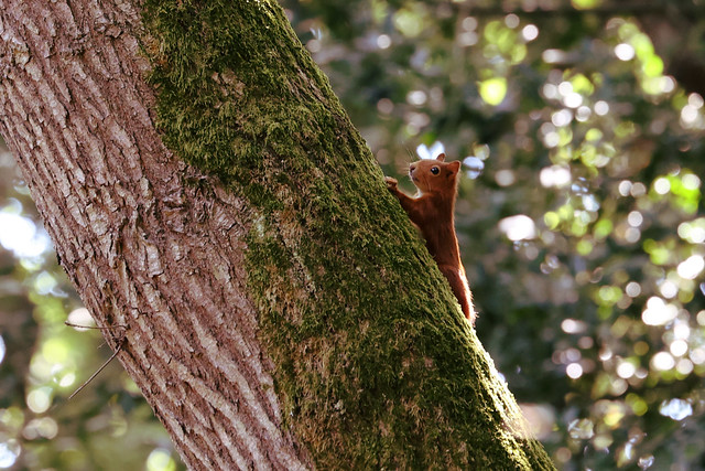 Red Squirrel on the Isle of Wight
