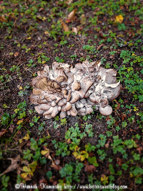 Hen of the Woods Mushrooms