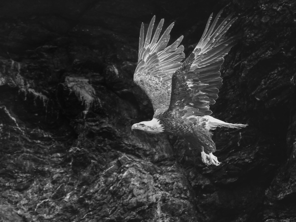 Bald Eagle In Black and White