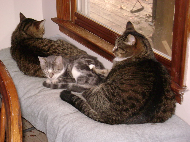 Three Cats at a Window