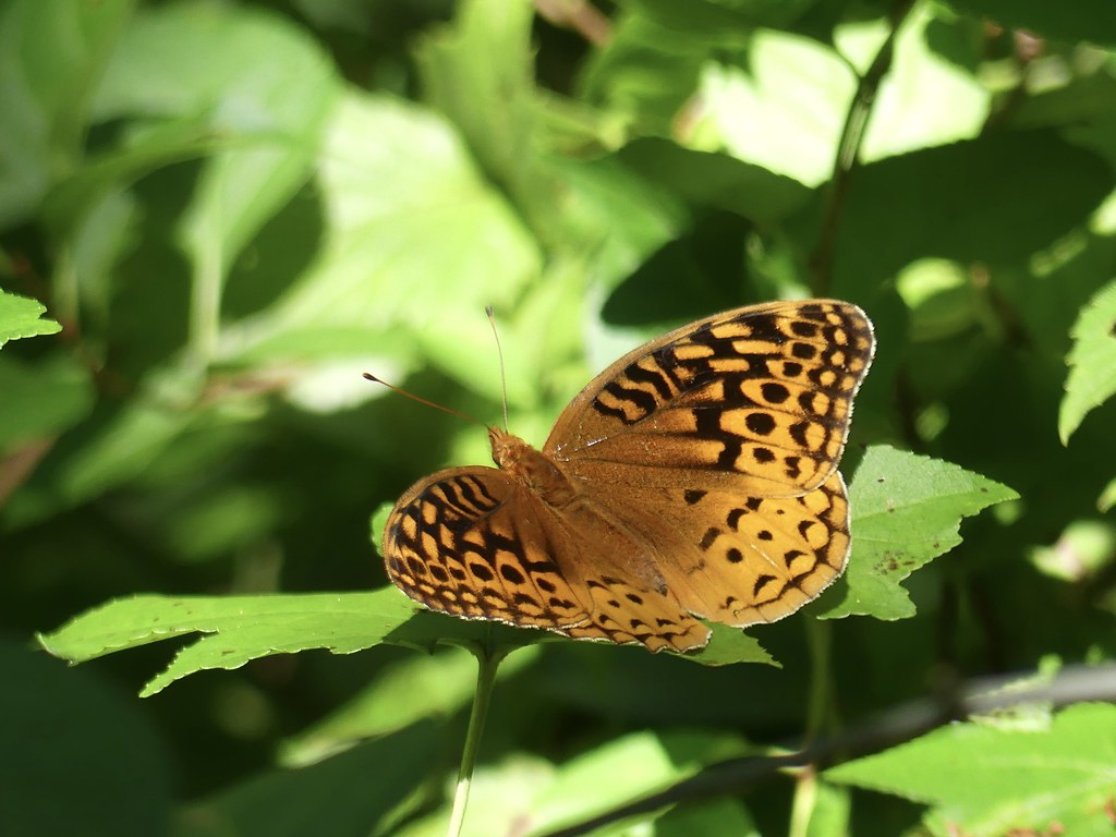 Great Spangled Fritterary