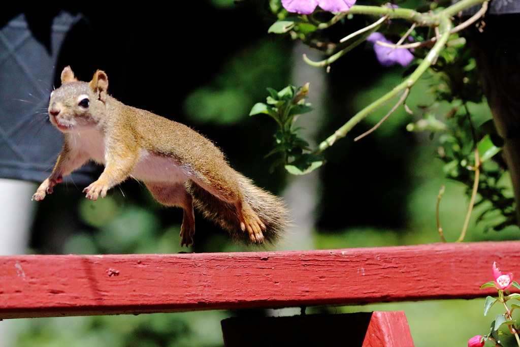 red squirrel airborne