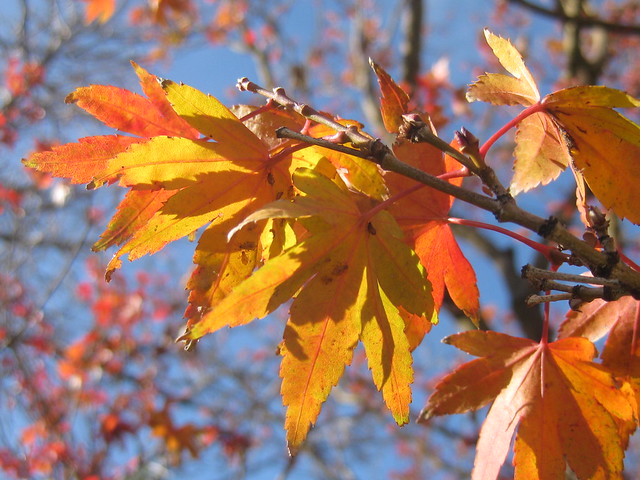 A Blaze of Autumnal Livery - Preston