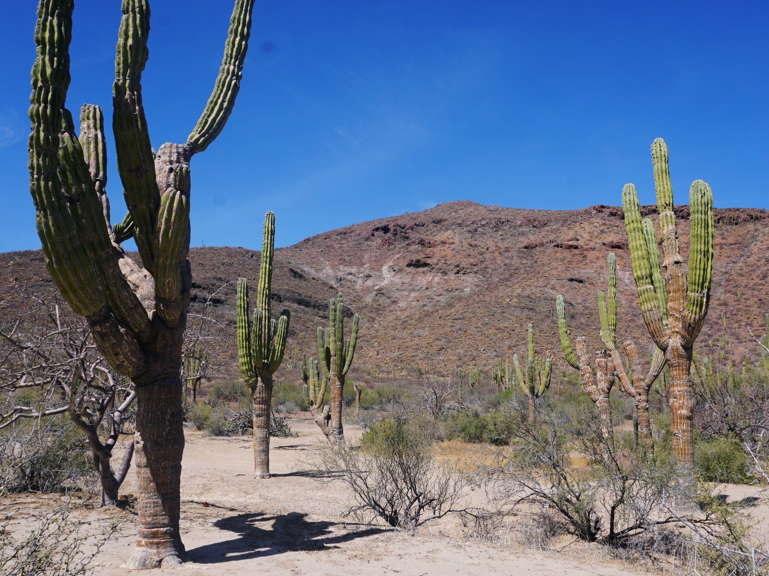 Los Cabos cactus