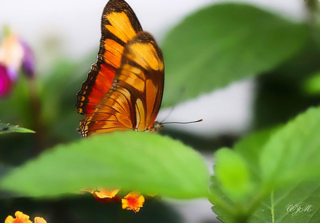Exotische Schmetterlinge im Tropenhaus-IMG_4768