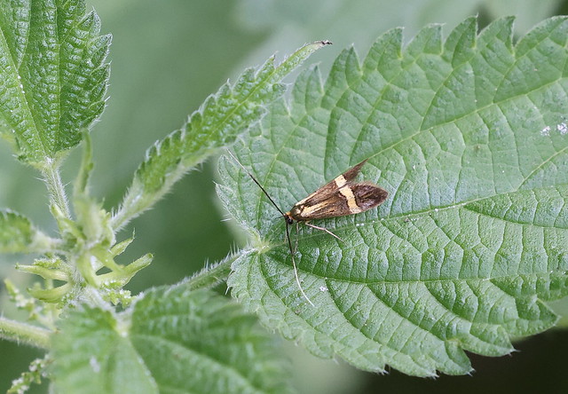 Løvskovslanghornsmøl (Longhorn Moth / Nemophora degeerella)