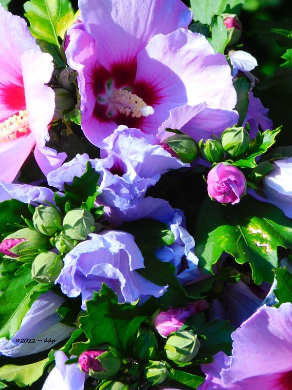 Vertical ~ Joyful Hibiscus Pinks, Purples & Greens