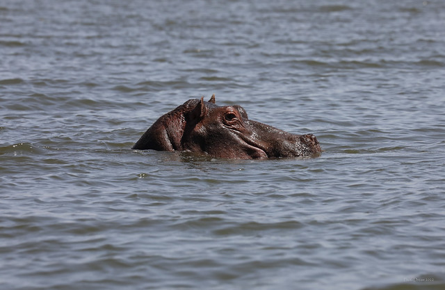 Hippopotame - Lac Naivasha - Ile Crescent Island juillet 2022  2022-07-03 11-53-25 (2) - m s