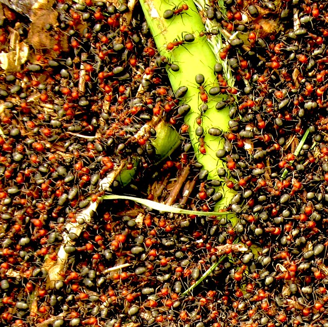 Ants! (Thatching ants)