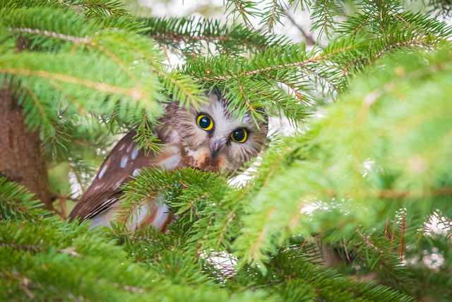 Northern Saw Whet Owl, 2019