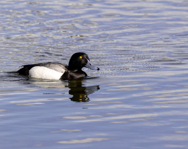 Greater Scaup  - Anchorage Co.,  Alaska