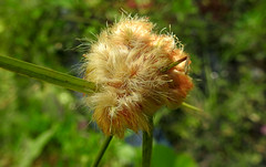 tawny cottongrass