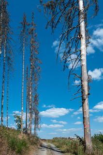 Tote Bäume in gerodeter Region am Wanderweg