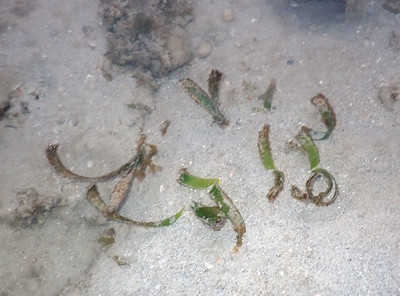 Tape seagrass (Enhalus acoroides) cropped