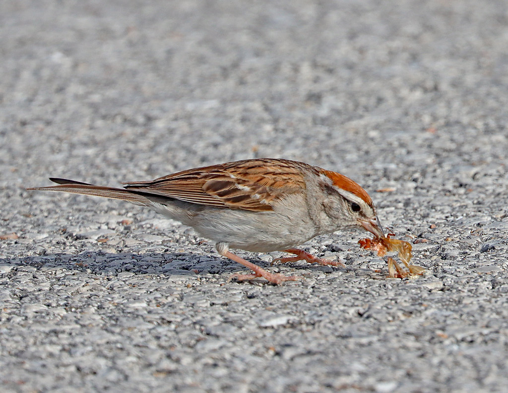 Chipping Sparrow and Bug II July 29 2022