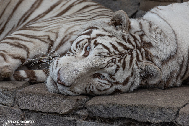 White Bengal Tiger - Pairi Daiza