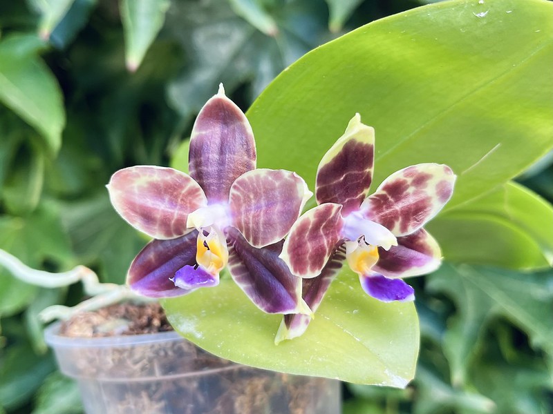 Phalaenopsis Mituo Purple Dragon 'Blue Python' 52285282533_3a09989b49_c