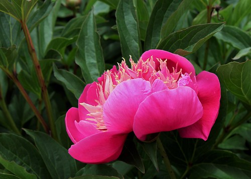 Paeonia - pivoines herbacées - Page 3 52285284318_d4a23426ee