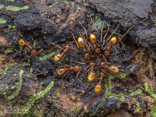 Big-headed ants (Pheidole sp.) - P6100682