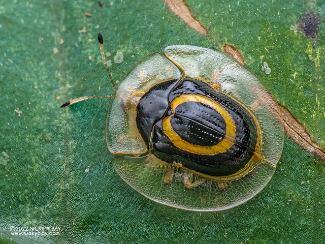 Target tortoise beetle (Plagiometriona phoebe) - P6100575