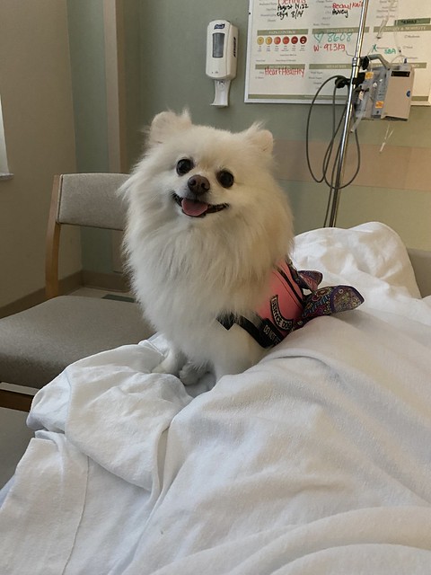 My hospital dog