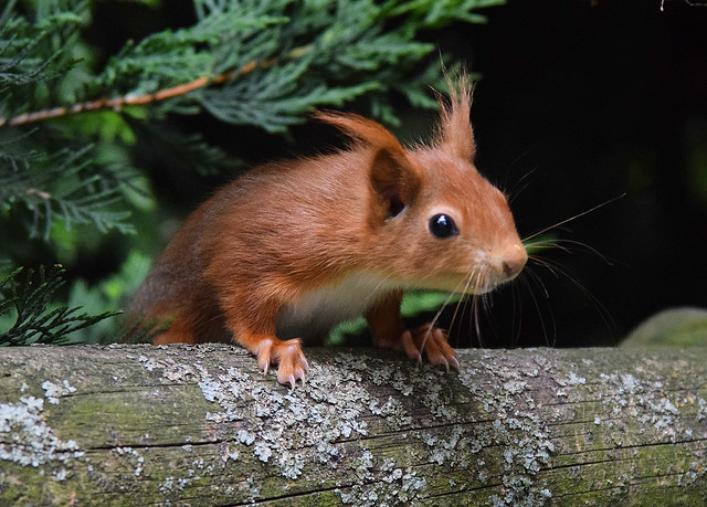 Red Squirrel # 3