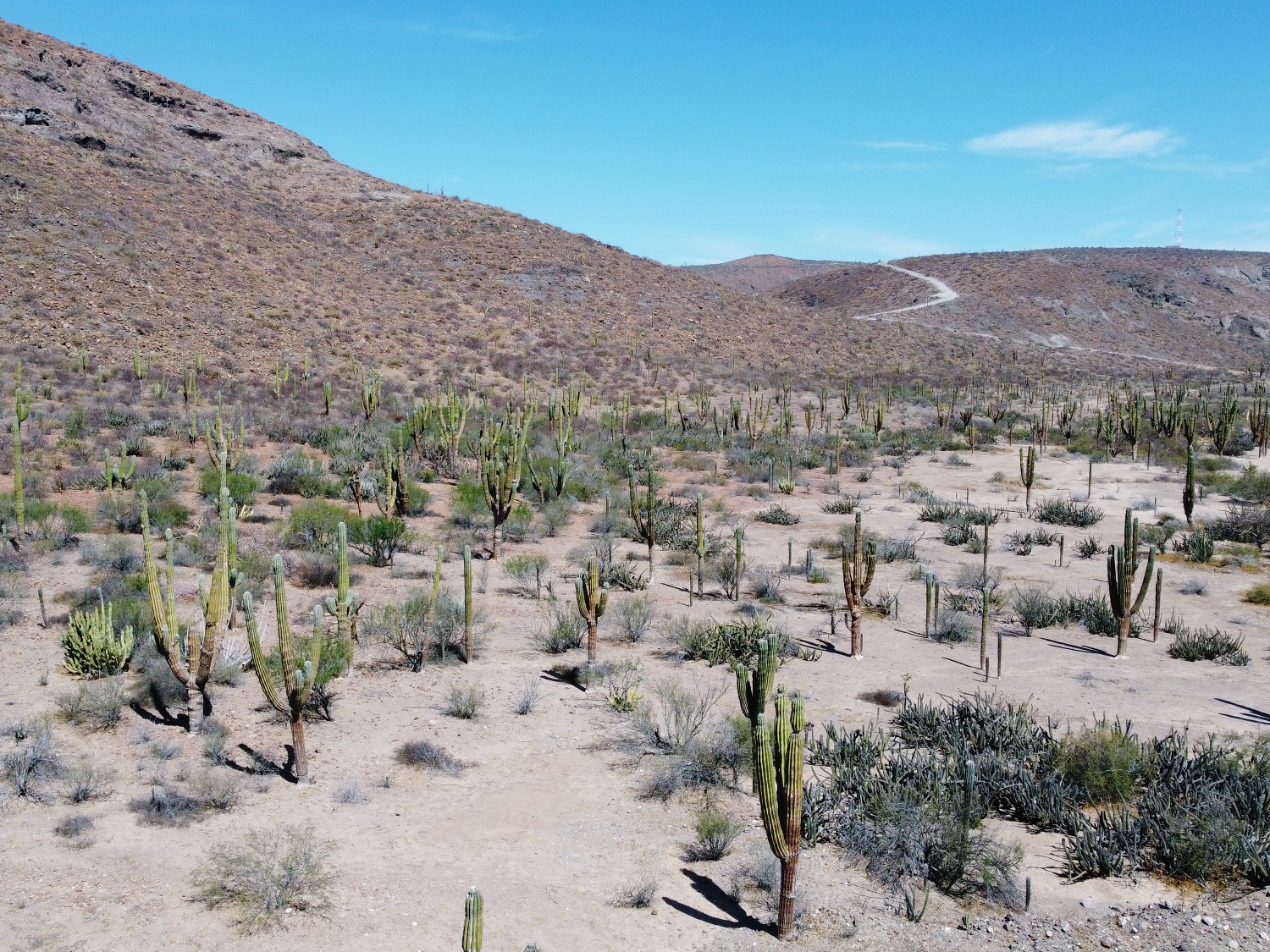 Los Cabos desert