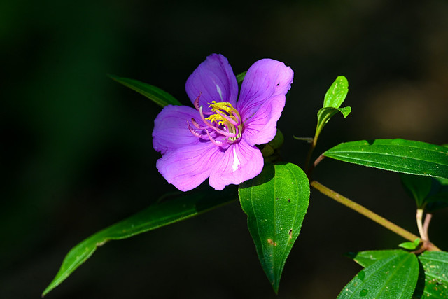 Indian Rhododendron ।  দাঁত রাঙ্গা  ।