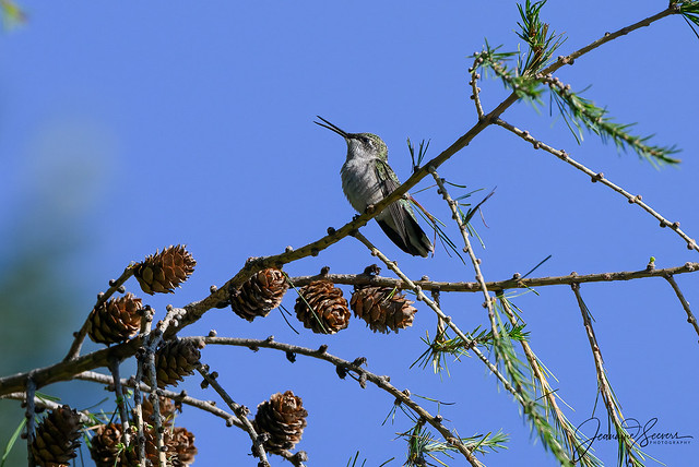 Beautiful Hummingbird with lots to say💕