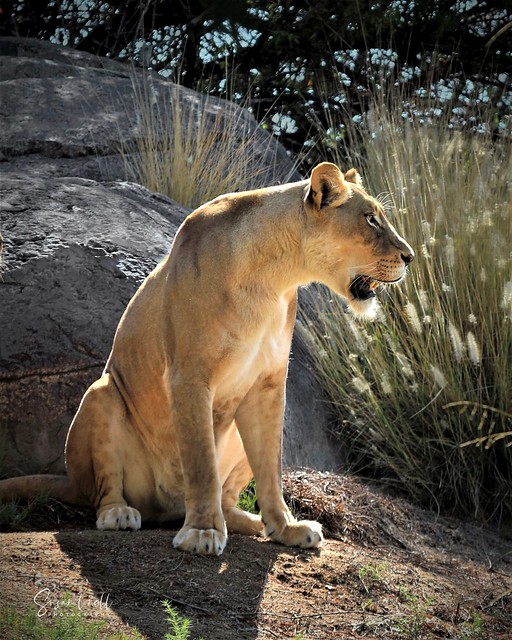 Lioness in the Morning Light
