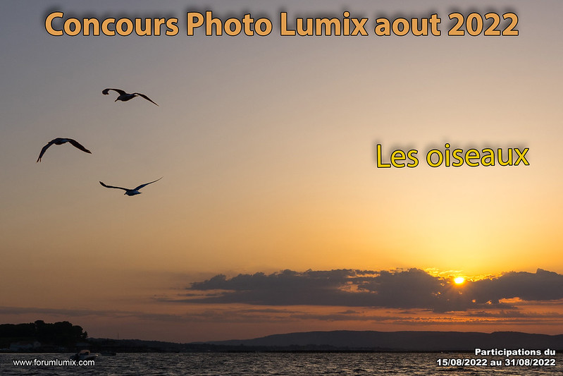 Concours photo "Les oiseaux" aout 2022  52285697207_21c553ebc1_c