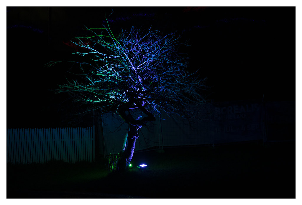 Illuminated tree