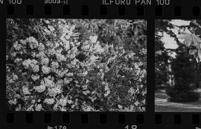 Plants - Film Contax