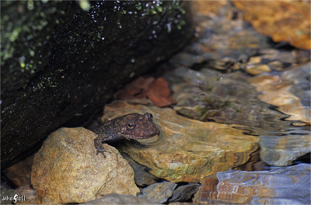 Smoky Mountains Black-bellied Salamander (Desmognathus gvnigeusgwotli)