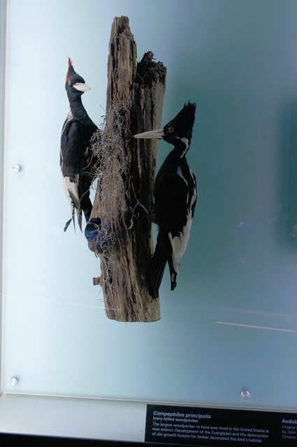 Miami, FL - Frost Science Museum - Power of Science - Ivory-billed Woodpeckers