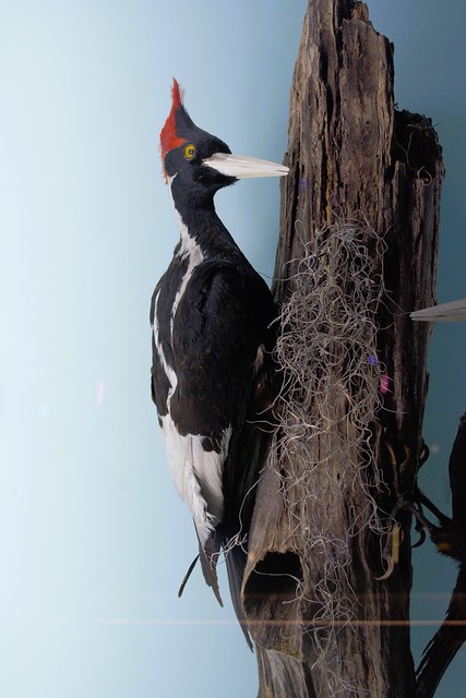 Miami, FL - Frost Science Museum - Power of Science - Ivory-billed Woodpecker