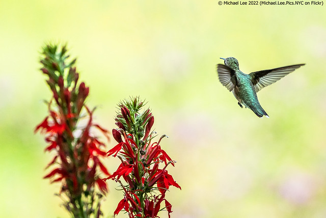 Ruby Throated Hummingbird (20220814-DSC04301)