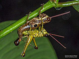 Short-horned grasshopper (Ommatolampis perspicillata) - P6100602