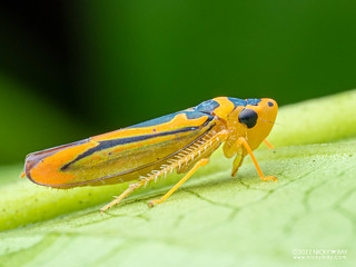 Leafhopper (Cicadellidae) - P6100584